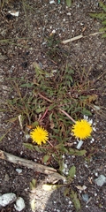 Taraxacum
