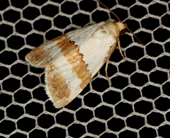 Maliattha ritsemae