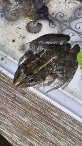 Criolla Frog