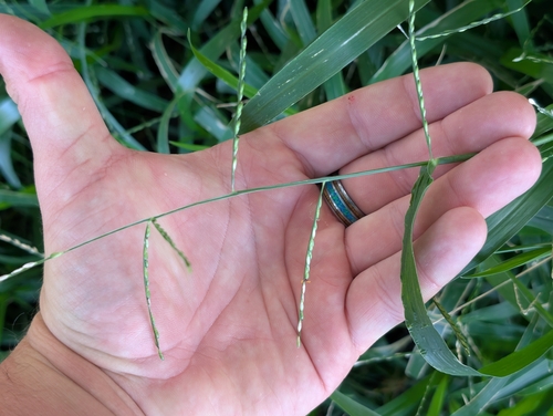 Urochloa distachyos observed 2026-06-08