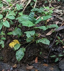 (c) Zac Peterson, some rights reserved (CC BY) Rhodospatha moritziana, photograph (c) Zac Peterson, some rights reserved (CC BY)