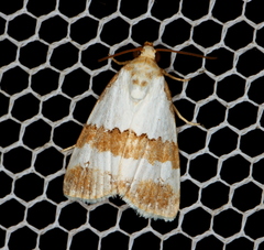 Maliattha ritsemae