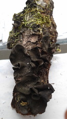 Collema subflaccidum