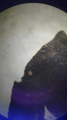 Collema subflaccidum