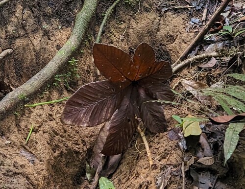 Cecropia insignis, photograph 2