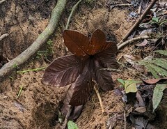 Cecropia insignis, photograph (c) Zac Peterson, some rights reserved (CC BY)