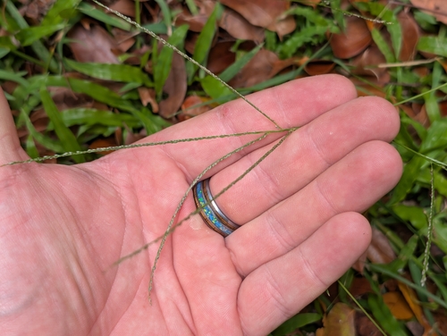 Digitaria violascens observed 2026-06-08