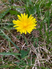Taraxacum officinale