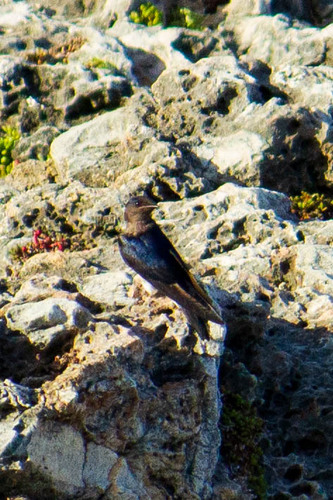 Cuban Martin