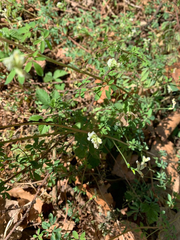 Ceratocapnos claviculata