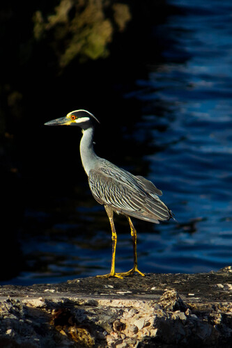 Yellow-crowned Night Heron