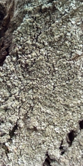 Phaeophyscia orbicularis