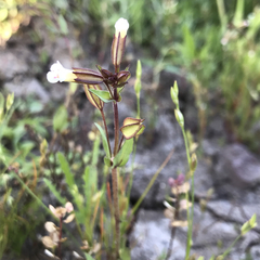 Erythranthe latidens