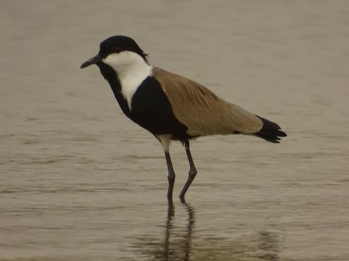 Spur-winged Lapwing
