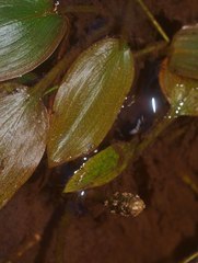 Potamogeton suboblongus