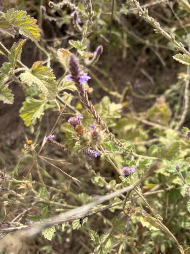 iNaturalist observation photo of western vervain