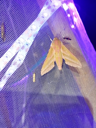 Elephant Hawkmoth