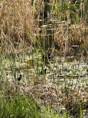 Common Moorhen