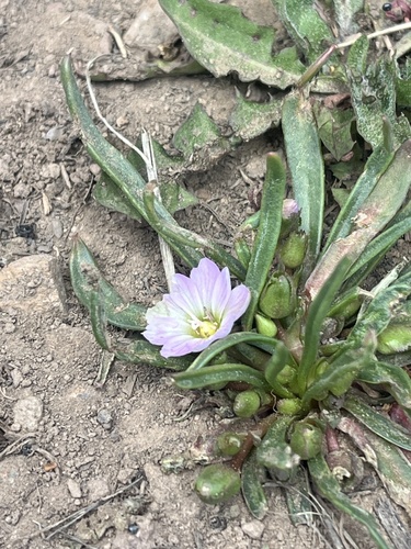 Lewisia pygmaea, photograph 6