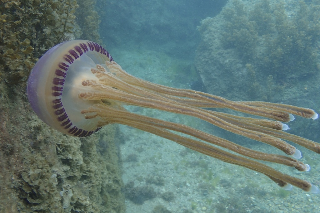 Pelagic Purple Jelly