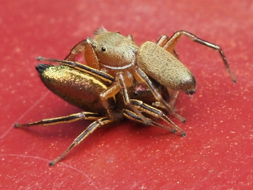 Thin-spined Jumping Spider photo 6