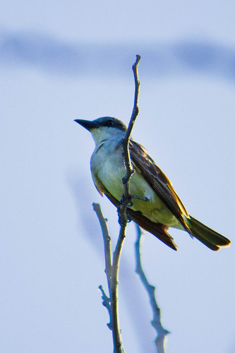 Gray Kingbird