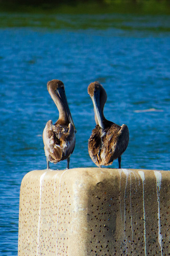 Brown Pelican