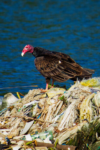 Turkey Vulture