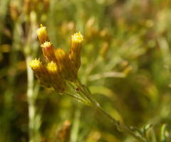 Phagnalon umbelliforme