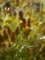 Phagnalon umbelliforme