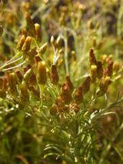 Phagnalon umbelliforme