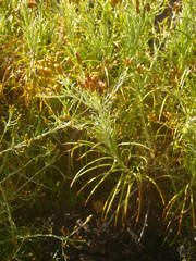 Phagnalon umbelliforme
