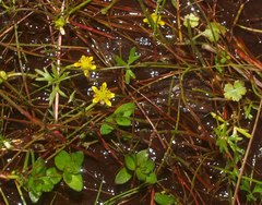 Ranunculus amphitrichus