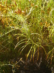 Phagnalon umbelliforme