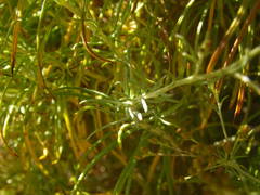 Phagnalon umbelliforme