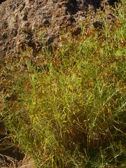 Phagnalon umbelliforme