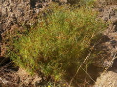 Phagnalon umbelliforme