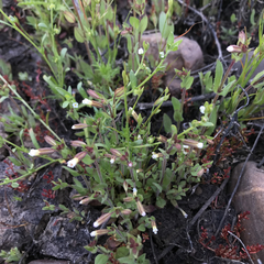 Erythranthe latidens