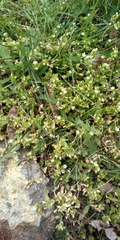 Stellaria media