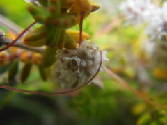 Cuscuta planiflora image