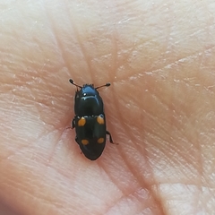 Glischrochilus hortensis