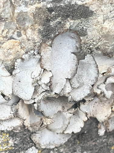 Leather Lichen