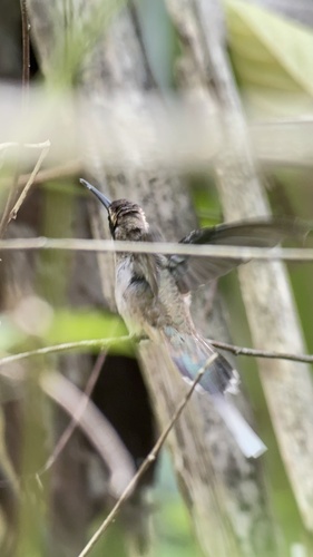Pale-bellied Hermit (Phaethornis anthophilus), photo 4