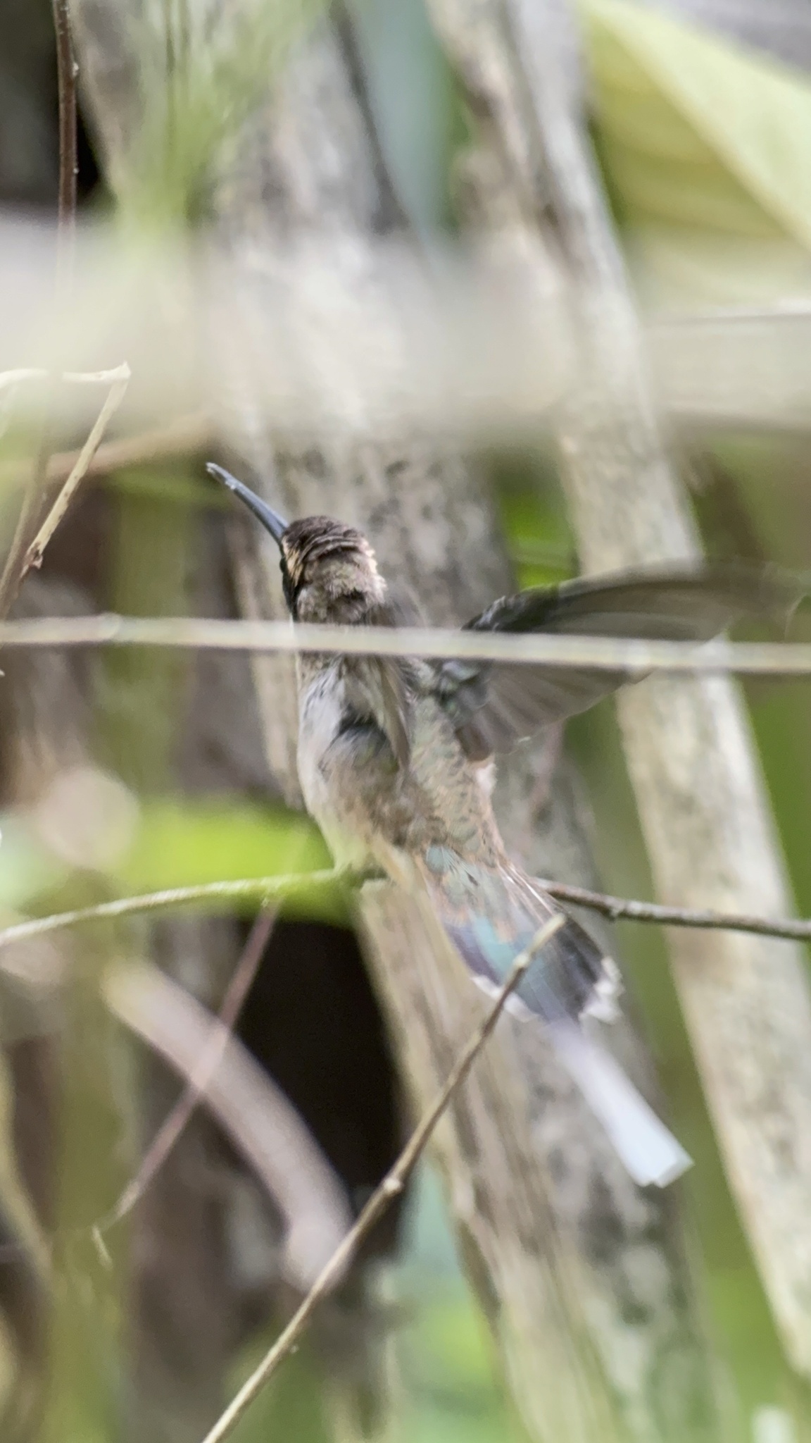 Pale-bellied Hermit (Phaethornis anthophilus), photo 4