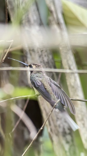 Pale-bellied Hermit (Phaethornis anthophilus), photo 5