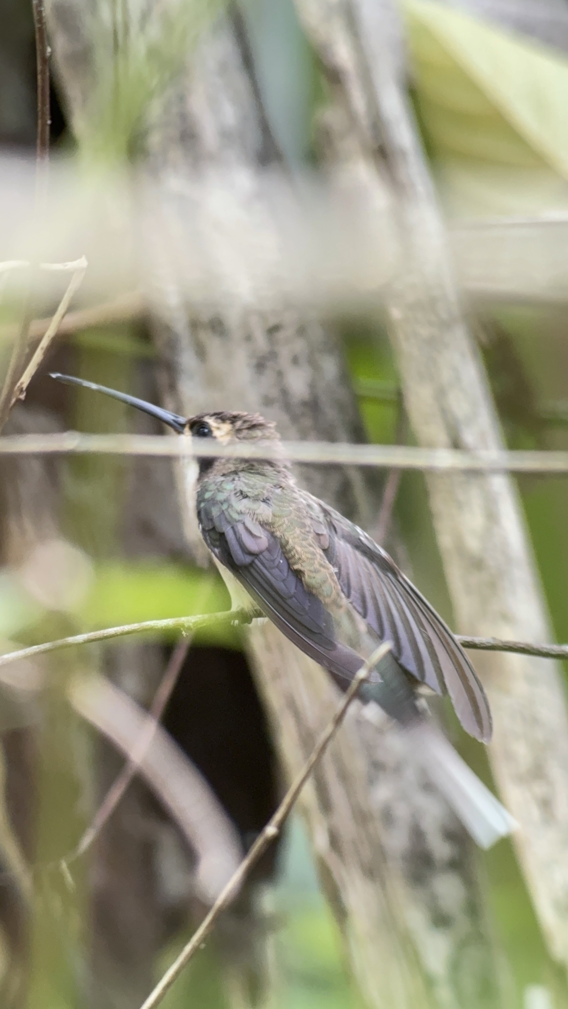 Pale-bellied Hermit (Phaethornis anthophilus), photo 5