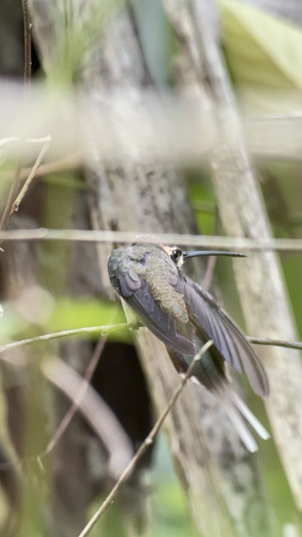 Pale-bellied Hermit (Phaethornis anthophilus), photo 6