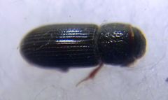 Pleurophorus caesus