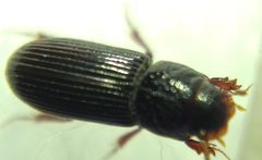 Pleurophorus caesus