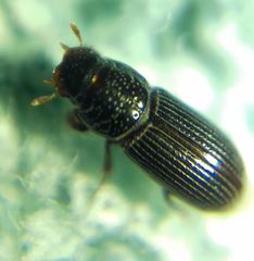 Pleurophorus caesus
